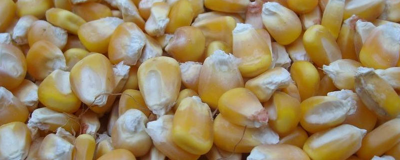 玉米种子结构图及作用 玉米和种子的结构图