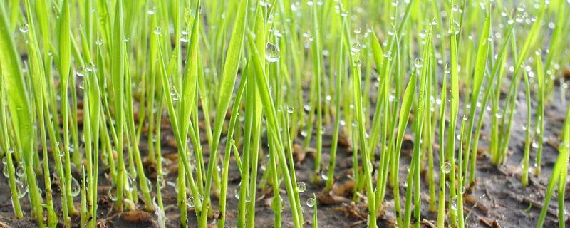 水稻苗床浇水标准 水稻苗床施肥方法