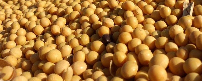 进口大豆主要用于什么 中国进口的大豆主要用途
