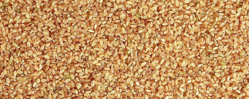 小麦种子安全贮藏含水量多少（小麦种子的含水量为多少）