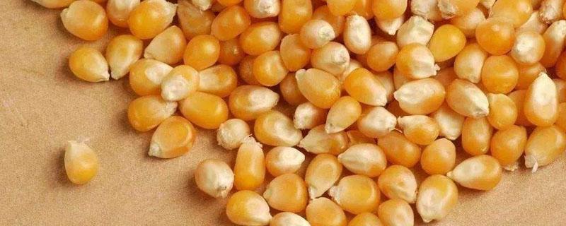 玉米种子包衣用什么药 玉米种子包衣剂成分及作用