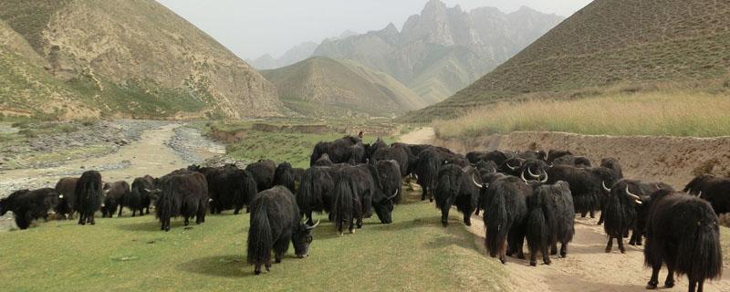 青藏地区农业以什么为主?