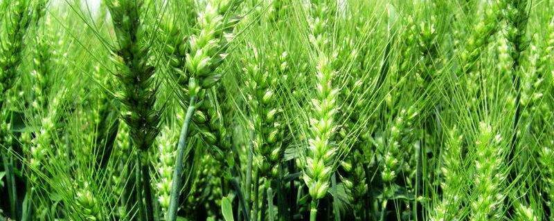 小麦抽穗期如何管理更高产（小麦抽穗期管理要点）