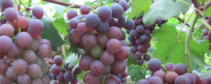 处理葡萄为什么要加链霉素呢 农用链霉素在葡萄处理的作用