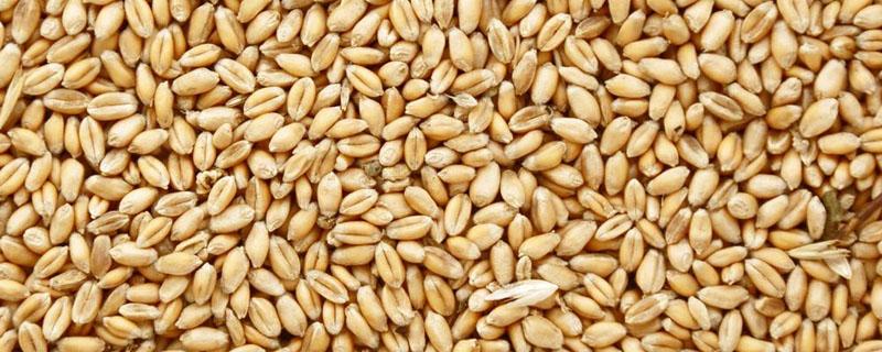 小麦种子含有蛋白质还是糖类（小麦是糖类还是蛋白质）