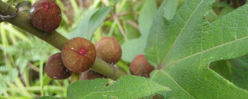 五指毛桃种植多长时间可以收成 五指毛桃种植多久才可以收成