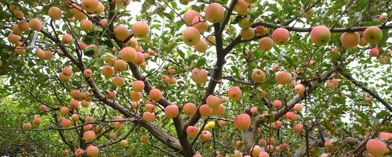 果树缺钙的典型症状（苹果树缺钙的症状有哪些）