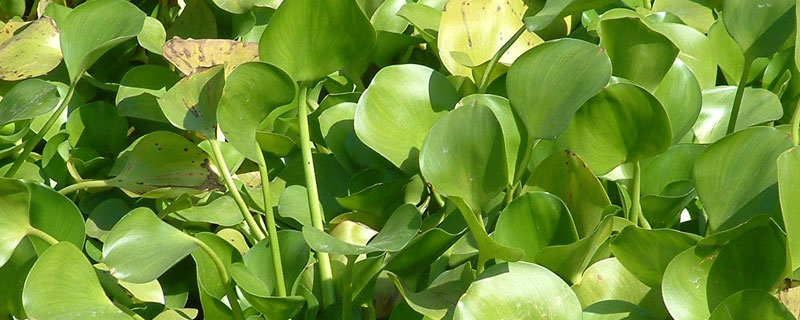 水葫芦疯长为何影响其他水生生物生存