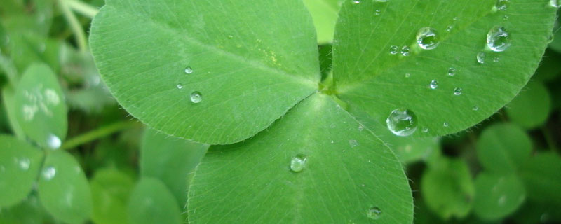 苜蓿草是多年生植物吗（苜蓿草在哪里生长）