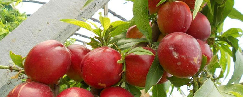 植物调节剂在大棚油桃上应用技术 植物调节剂在大棚油桃上应用技术研究