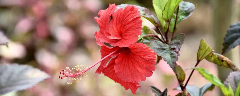 花卉扶桑怎样繁殖 扶桑花怎样种植