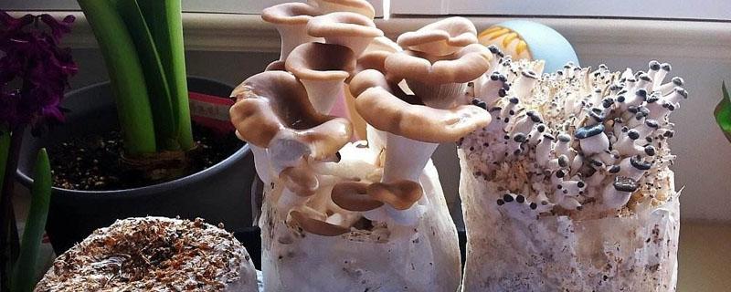 菌菇包怎么种植 菌菇包如何种植