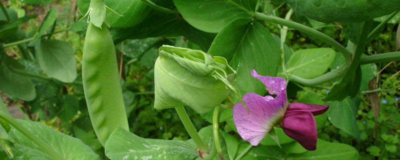 农作物开花后要经过什么过程（植物开花到结果的过程）