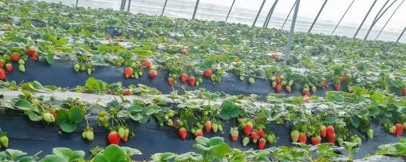 草莓大棚一亩地产量多少（一亩地大棚能产多少草莓）