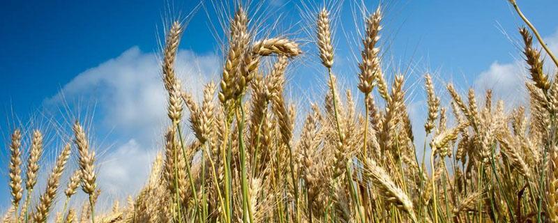 小麦红蜘蛛防治时间 麦红蜘蛛防治方法和时间