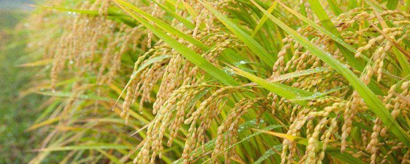 东南亚适合种植水稻的原因 东南亚种植水稻有哪些有利的自然条件
