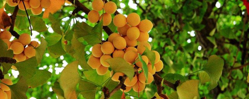 银杏树需要什么土质 银杏树的生长环境要求
