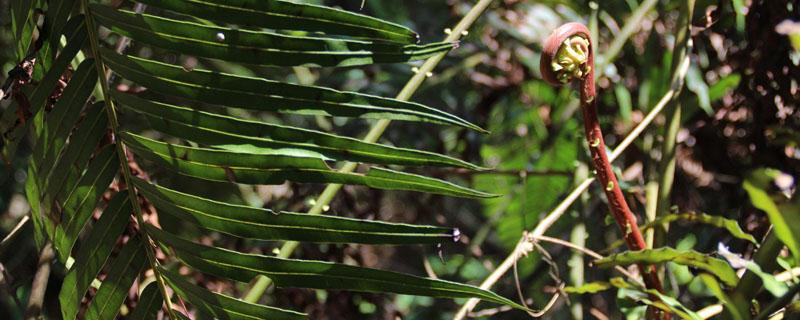 蕨菜能种植吗（蕨菜能养殖吗）