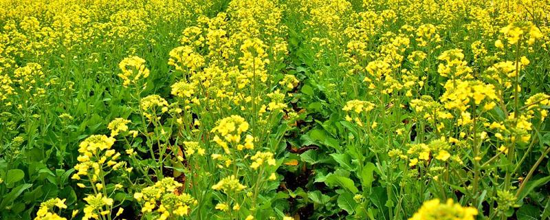 油菜地杂草用什么除草剂 有油菜地里的除草剂吗