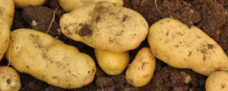 土豆如何保存不生芽 土豆怎么保存才不生芽