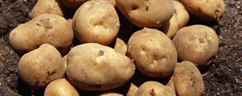马铃薯裸子植物还是被子植物 马铃薯是裸子植物还是被子植物?