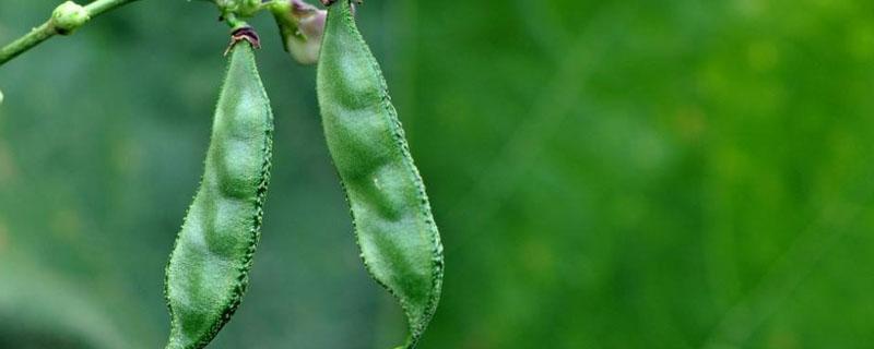 扁豆从种植到发芽需要多久（扁豆从种植到结果多长时间）