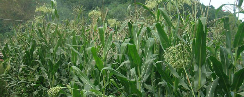 牧草甜高粱每亩地用几斤种子（甜高粱牧草种子一亩地需要多少）