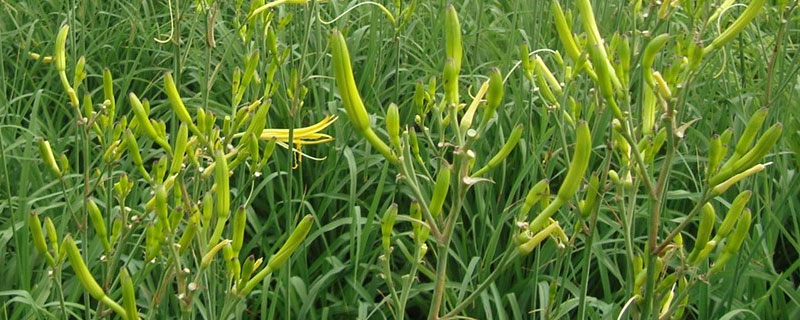 黄花菜什么时候种植（黄花菜什么时候种植最合适,最佳种植时间）