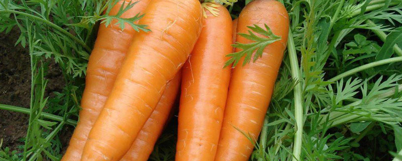 胡萝卜特别大是转基因的吗 大萝卜是不是转基因