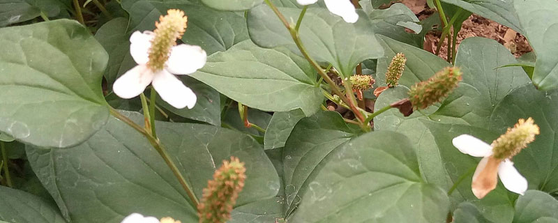 鱼腥草哪个季节生长（鱼腥草长在什么季节?什么地方?）