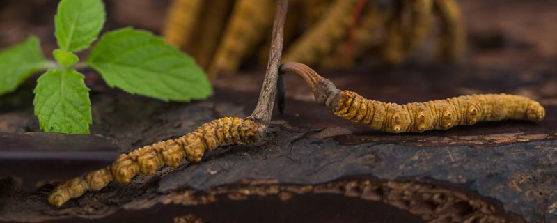 冬虫夏草来源于什么生物（中药冬虫夏草来源于什么生物）