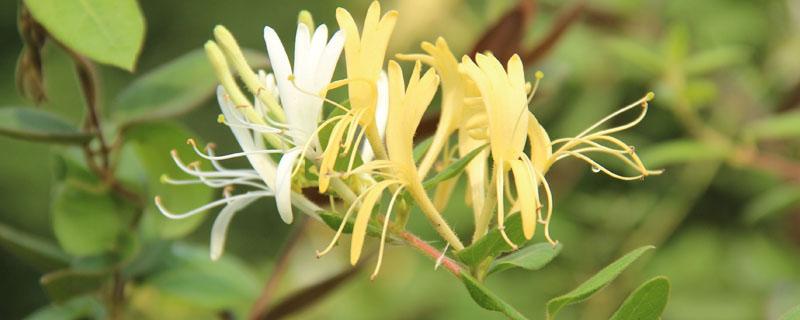 金银花和金莲花的区别（金莲花和银莲花的区别）