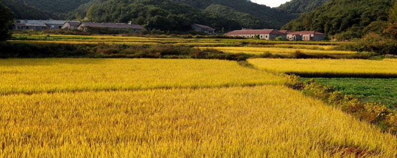 中国第一粮食大省（中国第一粮食大省河南视频）