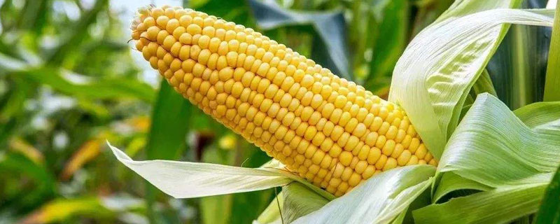 518玉米种介绍 5188玉米种子