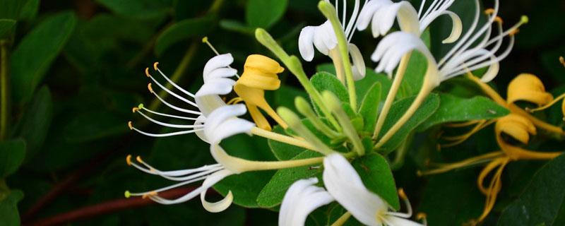 金银花名字的由来 金银花名字的由来是因其