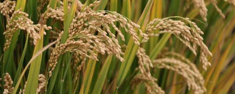 南方杂交水稻与东北水稻的差异有（南方杂交水稻与东北水稻的差异有多大）