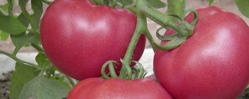 番茄早疫病和晚疫病的症状有何区别 番茄早疫病和晚疫病的发生规律
