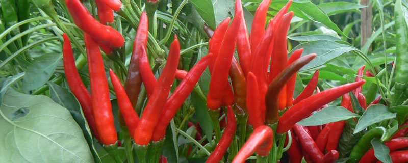 朝天椒的辣度是多少 朝天椒的辣度是多少倍
