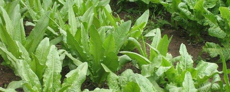 油麦菜几月份种植 油麦菜几月份种植最好