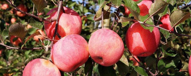 苹果树红蜘蛛用什么药 苹果树上的红蜘蛛打什么农药最好