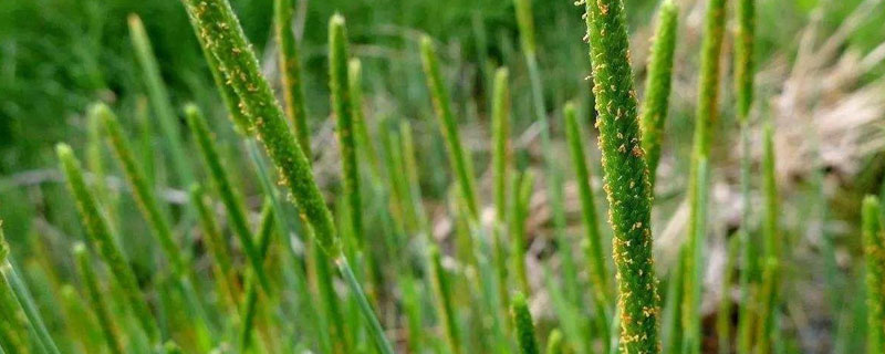 哪种农药除野燕麦管用 根除燕麦的哪种农药好