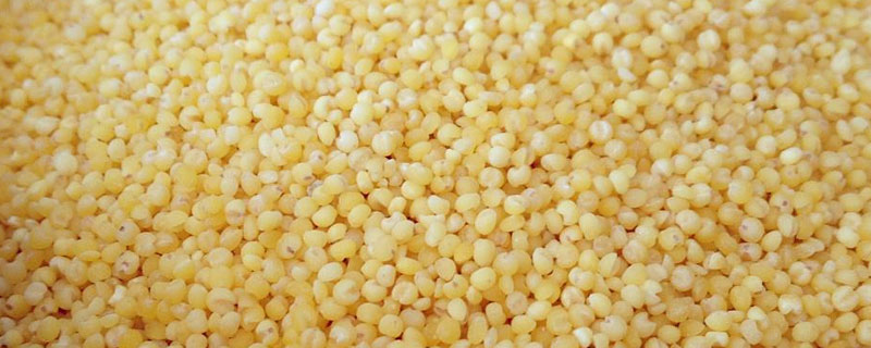 大金苗小米和普通小米区别（大金苗小米和黄小米区别）
