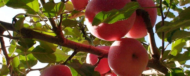 苹果树从开花到结果的过程 苹果从开花到果实成熟的过程