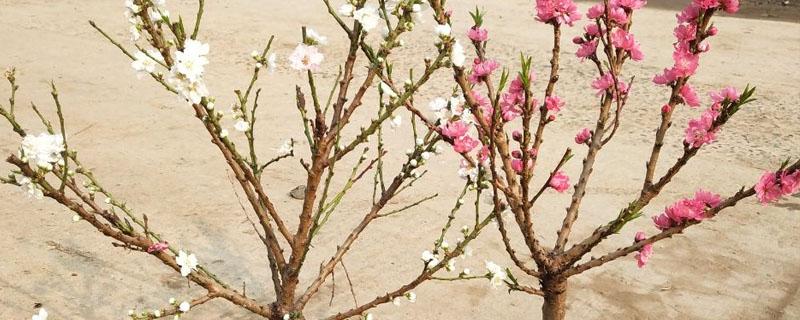 桃树盆栽种植方法