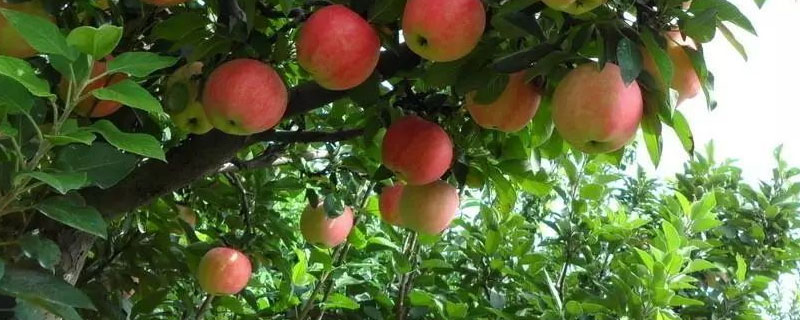 苹果树松塔形栽植技术（苹果树栽培）