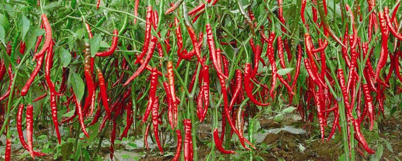 辣椒从播种到结果要多长时间 辣椒播种多久出苗
