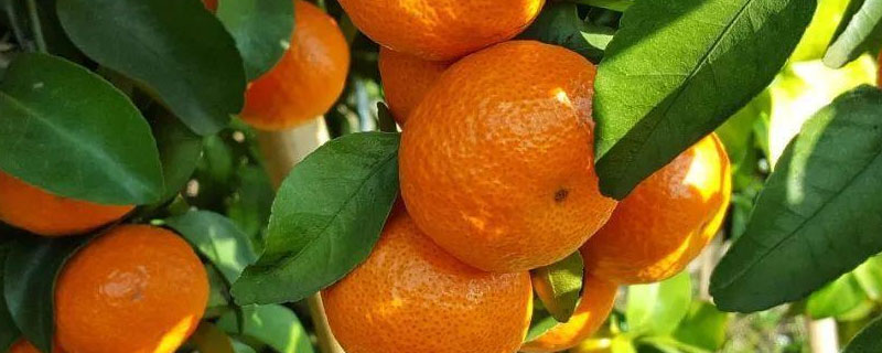 沙糖桔大小果不均匀什么原因 砂糖橘果小的原因