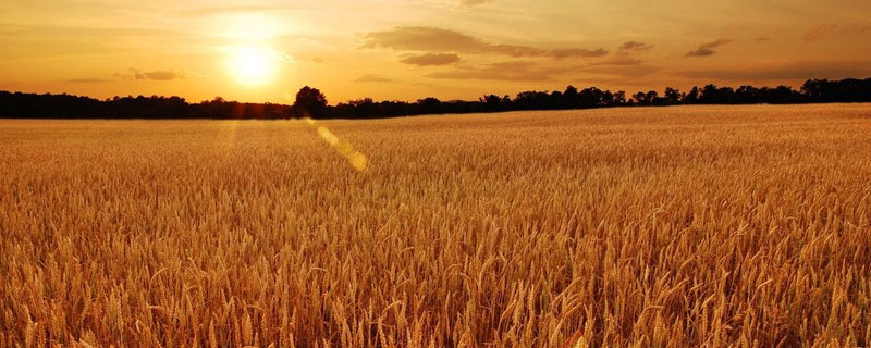 农业可持续发展的措施 美国农业可持续发展的措施