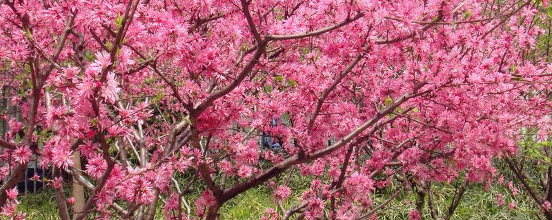 桃树可以嫁接什么花（观赏桃花树可以嫁接桃子不）