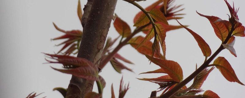 香椿在海南能种植吗 海南可以种植香椿吗